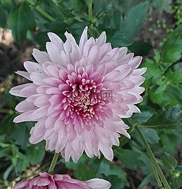 菊花,鮮花,性質(zhì)
