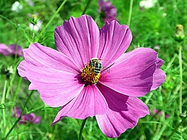 宇宙,花,粉色