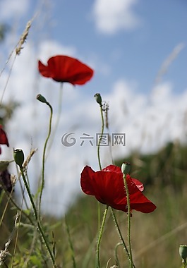 鮮花,性質(zhì),罌粟