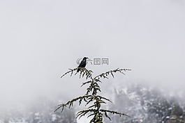 性質(zhì),冬天,鳥