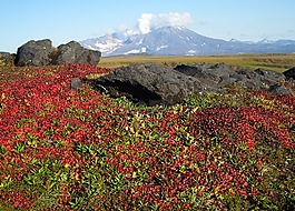 山,火山,苔原