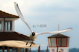 海鷗,鳥,翼