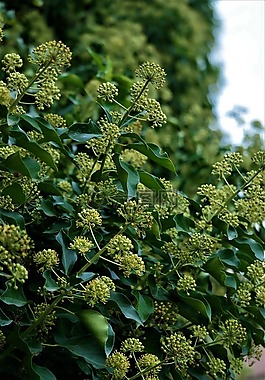 常春藤,開(kāi)花,花