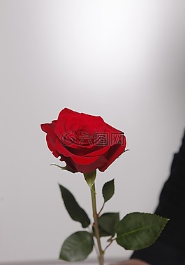 花,羅莎,紅色的