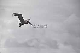 動物,鳥,野生動物