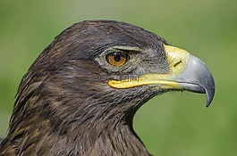 阿德勒,動物,動物肖像