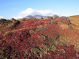 山,火山,苔原