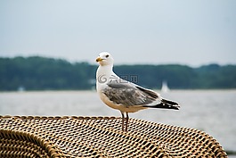 海鷗,嘴鷗,鳥