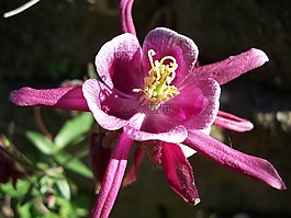 科伦拜恩的花,盛开,花瓣