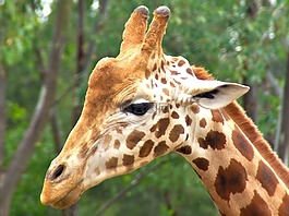 長頸鹿,男,動物