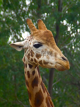 長頸鹿,男,動物