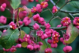 開花,水果,主軸