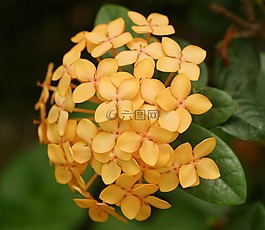 丛林天竺葵,花,毛伊岛日落