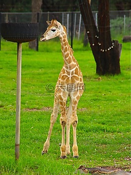 嬰兒,長頸鹿,動物
