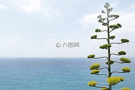 自然,植物,樹