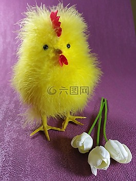 復活節(jié),小雞,雞