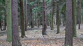 swinley,森林,英格蘭