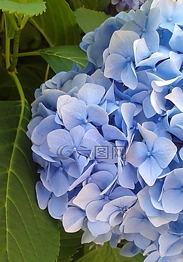 藍(lán)色,綠色,花卉