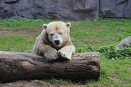 白熊,樹,動物園