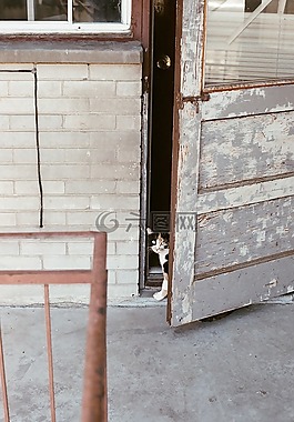 貓,寵物,動物