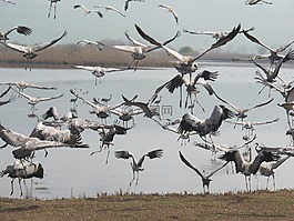 鳥,景觀,自然