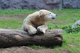 白熊,樹,動物園