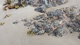 沙,海灘,海岸