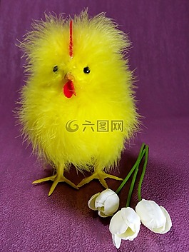 復活節(jié),小雞,雞