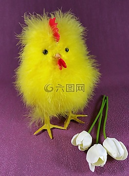 復活節(jié),小雞,雞