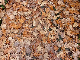 橡樹葉子,葉子,秋