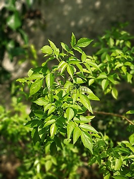 綠色,葉,natur