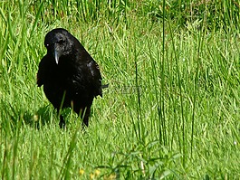 腐尸烏鴉,鳥,性質