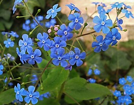 鮮花,開花,花