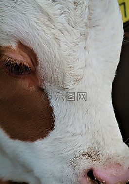 牛肉,小牛,年輕的動(dòng)物