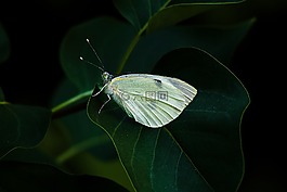 蝴蝶,一年的時間,性質