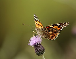 蝴蝶,花卉,性質(zhì)