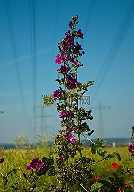 鮮花,景觀,字段