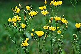 花,開花,黃色