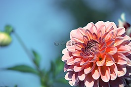 花,紫,开花