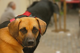 動物,狗,悲傷