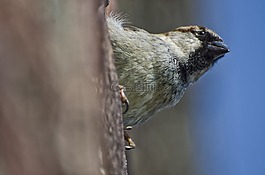 麻雀,鳥,動物