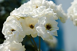 花,花園,白花