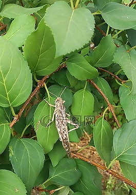 蚱蜢,昆蟲(chóng),性質(zhì)