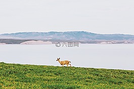 動(dòng)物,自然,鹿