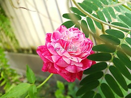 玫瑰,漂亮,粉红色