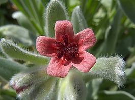cynoglossum cheirfolium,花,盛開