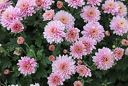 菊花,鮮花,x 菊花