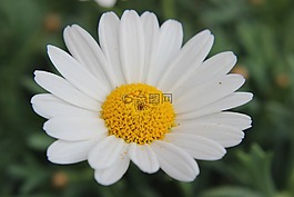 瑪格麗特,leucanthemum,復合材料