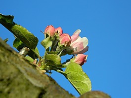 性質,花,西班牙