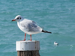 海鷗,鳥,水禽